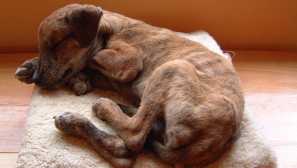 Jak léčit chumbu u psů doma